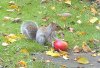 A little squirrel enjoying a tasty windfall in an Oxford garden.